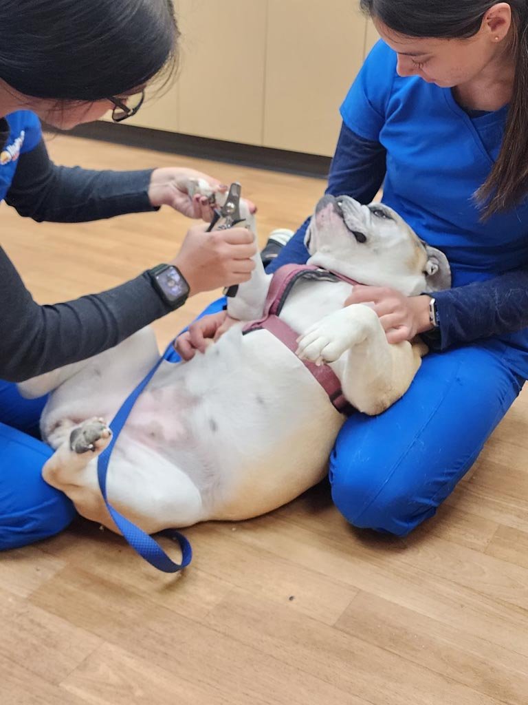 AAHA Accredited Veterinarians
