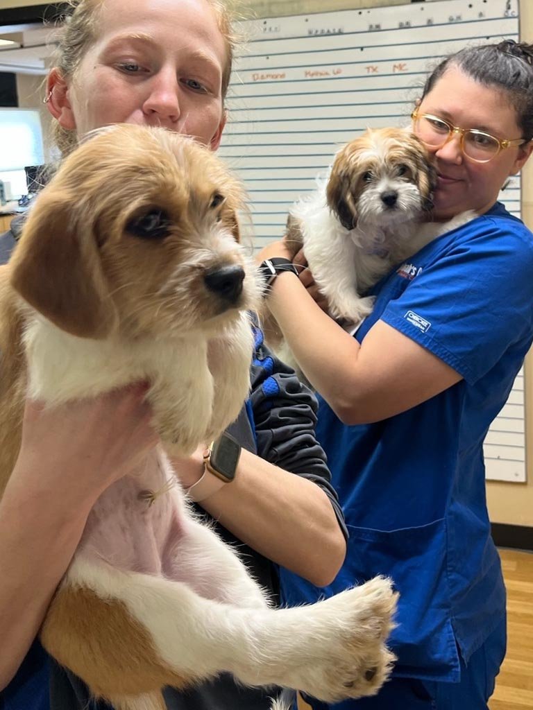 AAHA Accredited Veterinariana